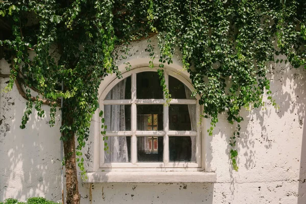 Altes Fenster mit grüner Pflanzenabdeckung und Wandhintergrund — Stockfoto