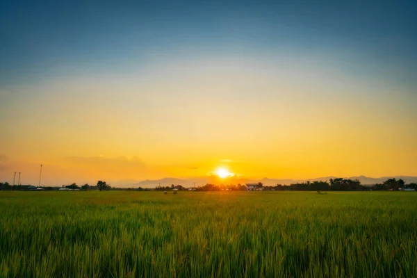 Natural scenic beautiful sunset and rice field agricultural back — Stock Photo, Image