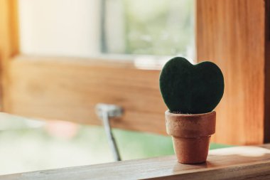 Hoya Kerrii Yengeç, saksı bitkisi ve kalp şeklinde bir bitki.