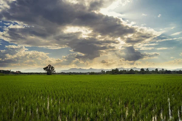 自然の風光明媚な美しい夕日と水田農業の背景 — ストック写真