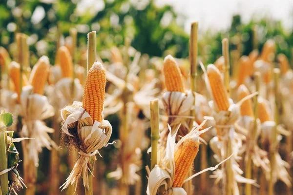 Reifer Mais Auf Dem Maiskolben Auf Einem Feld Zur Ernte — Stockfoto