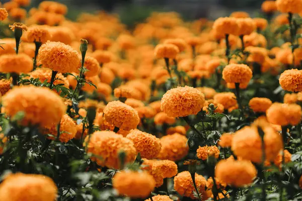 Flor Calêndula Graden — Fotografia de Stock