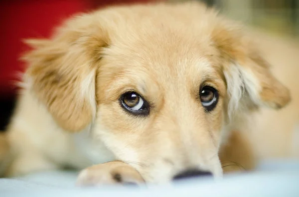 Mooie pup op de vloer van de woonkamer — Stockfoto