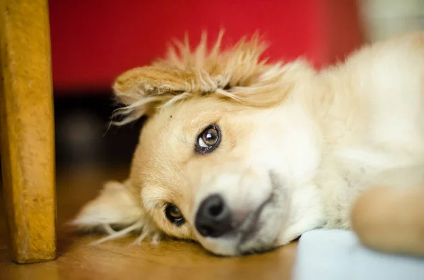 Oturma odası katında güzel köpek yavrusu — Stok fotoğraf