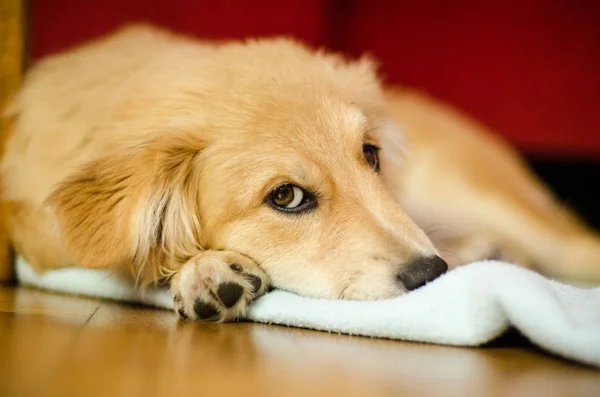 Oturma odası katında güzel köpek yavrusu — Stok fotoğraf