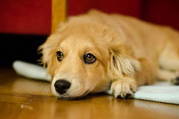 Lovely puppy on the floor of the living room — Stock Photo, Image