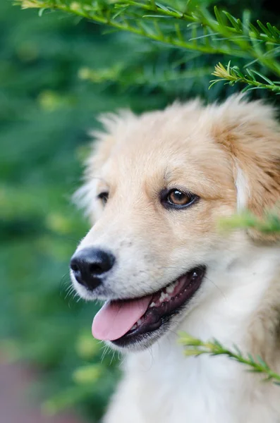 かわいい子犬の肖像画 — ストック写真