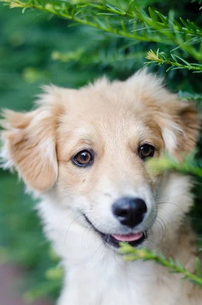 Portret van een schattige puppy — Stockfoto
