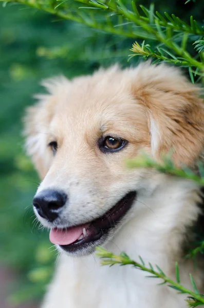 Şirin bir köpeğin portresi. — Stok fotoğraf