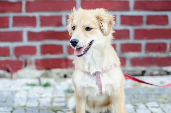 Tuğla duvar yanındaki şirin köpek yavrusu portresi — Stok fotoğraf