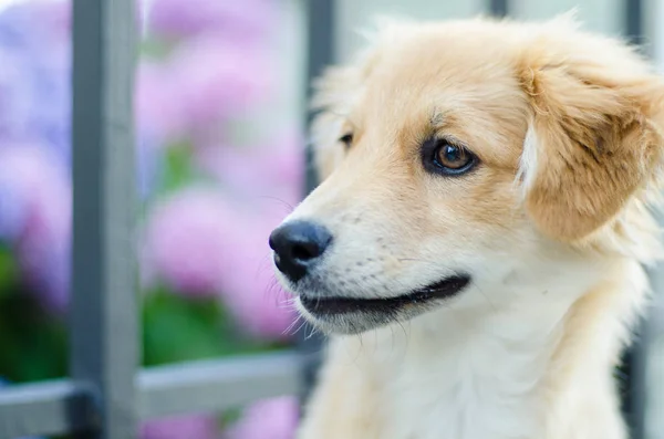 Şirin bir köpeğin portresi. — Stok fotoğraf