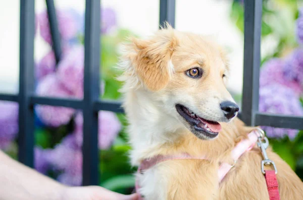 Şirin bir köpeğin portresi. — Stok fotoğraf