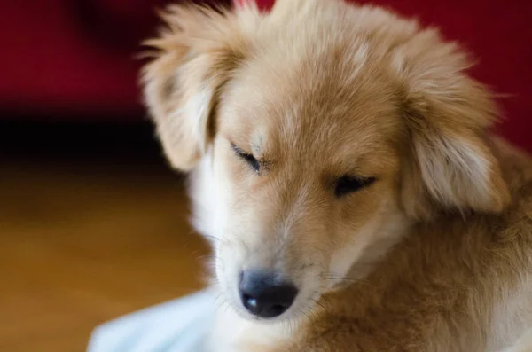 Köpek yavrusu portresi — Stok fotoğraf