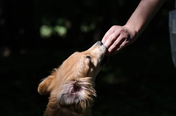犬食の劇的な肖像画 — ストック写真