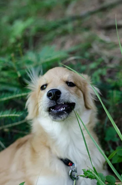 Chiot faire drôle visage — Photo