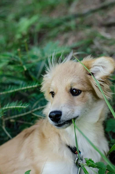 Retrato si cachorro en el bosque —  Fotos de Stock