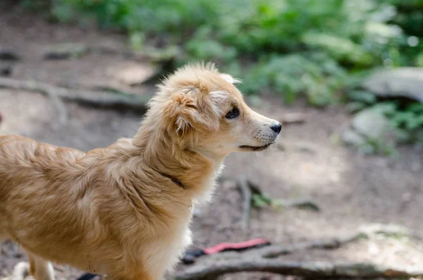 Carino cucciolo sul sentiero della foresta — Foto Stock