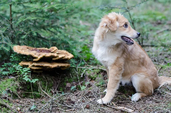 Cachorro y polipore en el bosque, fauna y flora se reúnen cada uno o —  Fotos de Stock