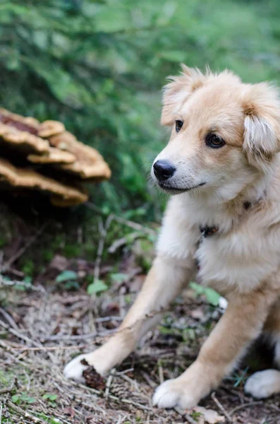 Cachorro y polipore en el bosque, fauna y flora se reúnen cada uno o —  Fotos de Stock