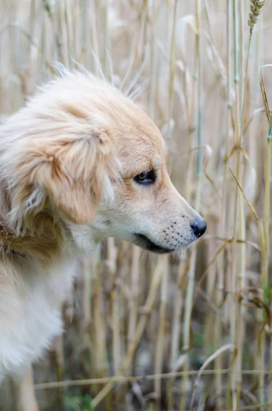 Puppy in het maïsveld — Stockfoto