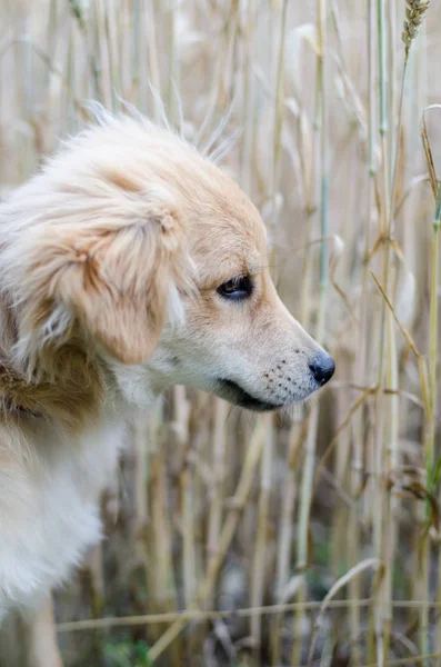 Mısır alanında köpek yavrusu — Stok fotoğraf