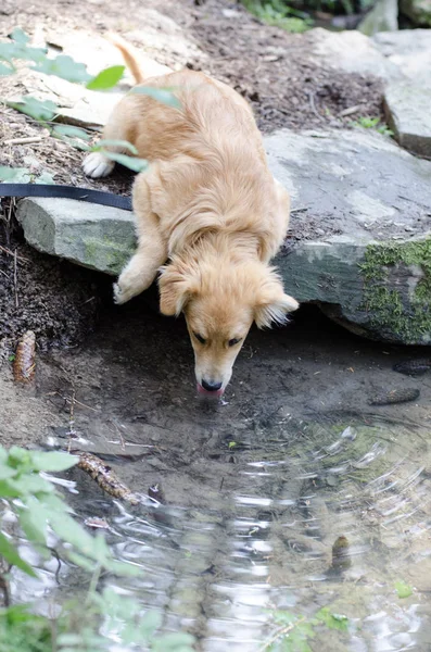 Filhote de cachorro água potável da lagoa na floresta Imagem De Stock
