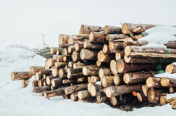 Pila di tronchi nella foresta ricoperta di neve — Foto Stock