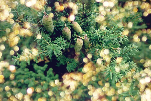 Närbild av julgran med gyllene bokeh lampor. Evergreen grenar med kottar. Festlig moderna suddig bakgrund. — Stockfoto