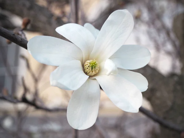 Detail der weißen Sternmagnolienblüte. Magnolia stellata blüht im zeitigen Frühling. — Stockfoto
