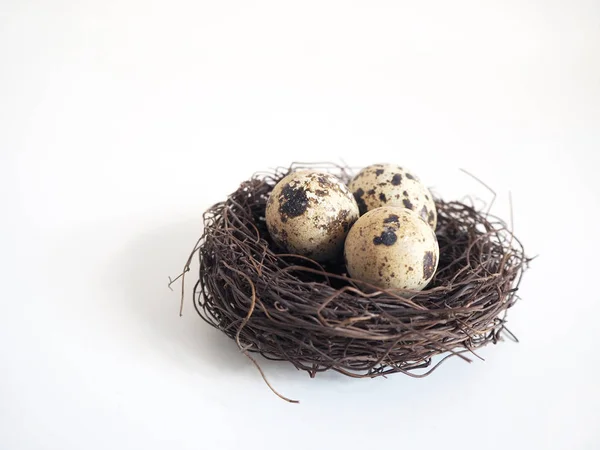 Wszystko z gniazda ptaków z brązowy przepiórki zauważony jajka na białym tle rozmyte. Koncepcja wiosna i Wielkanoc. — Zdjęcie stockowe