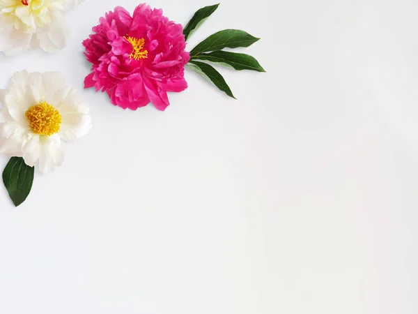 Photo de stock de style féminin avec des fleurs de pivoine et des feuilles isolées sur fond blanc. Vue du dessus . — Photo