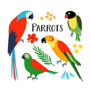 Set of tropical parrots with palm leaf and hibiscus flower. Isolated vector illustration of exotic birds. Flat design. clipart