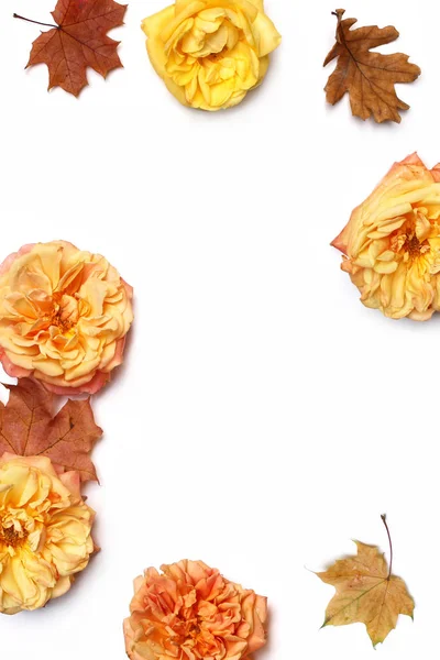 Podzimní květinové rám vyroben z barevné javorového a dubového listí, uvadající růže izolovaných na bílém pozadí. Podzim a díkůvzdání koncept. Stylizovaný akcií plochou ležela fotografie. Pohled shora. Vertikální složení. — Stock fotografie