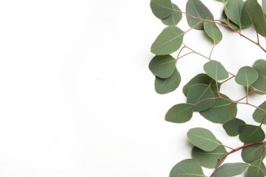 Çerçeve, yeşil gümüş Doları okaliptüs cinerea yapılan sınır yaprakları ve beyaz arka plan üzerinde şubeleri. Çiçek kompozisyon. Kadınsı tarz stok düz görüntü, üstten görünüm yatıyordu. Kopya alanı.