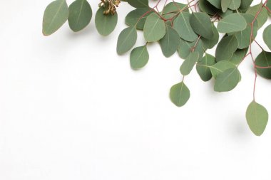 Çerçeve, yeşil gümüş Doları okaliptüs cinerea yapılan sınır yaprakları ve beyaz arka plan üzerinde şubeleri. Çiçek kompozisyon. Kadınsı tarz stok düz görüntü, üstten görünüm yatıyordu. Kopya alanı.