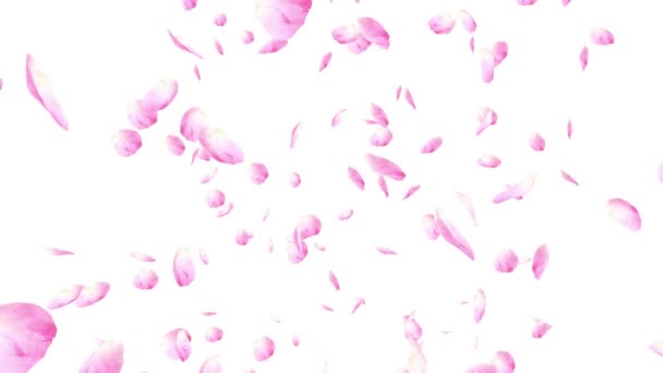Klesající růžové okvětní lístky růže. Valentine zpomalené Hd animace, Detailní záběr nad bílým pozadím.
