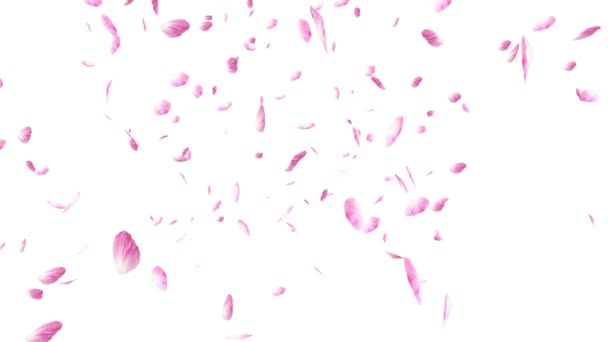 Pétales roses tombantes et tourbillonnantes sur fond blanc. Valentin au ralenti animation HD, gros plan . — Video