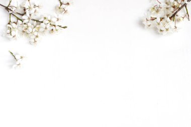 Prunus, kiraz çiçekleri eski bir beyaz tahta masada bahar. Kadınsı natürmort çiçek kompozisyon, afiş, düz yatıyordu, en iyi görünümü.