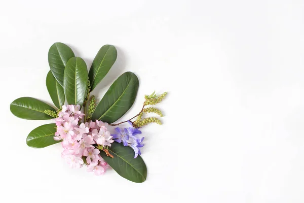 Composizione floreale botanica primaverile. Angolo decorativo. Fiori di ciliegio giapponesi rosa, fiori di scilla blu e ramo di alloro inglese sempreverde isolato su sfondo bianco in legno. Foto stock in stile — Foto Stock