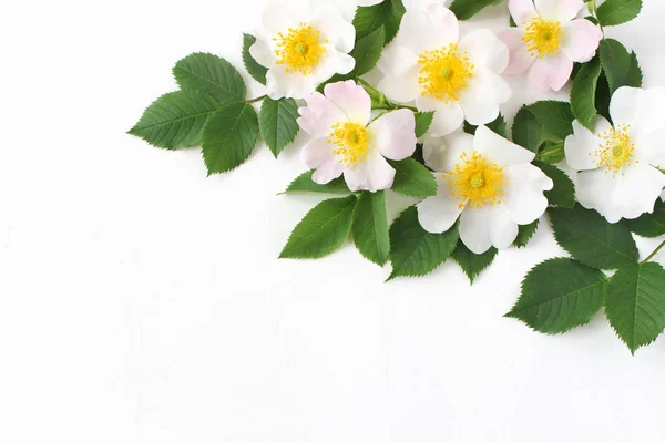 Photo de stock stylisée. Composition florale printanière. Maïs décoratif, bannière faite de belles fleurs de roses sauvages blanches et roses. Fond de table blanc. Couché plat, vue du dessus . — Photo