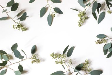 Çerçeve, yeşil böğürtlen okaliptüs populus yapraklarından yapılmış sınır. Beyaz masa arkasında ağaç dalları izole edilmiş. Çiçek kompozisyonu. Dişi stili stok düz görünüm, üst görünüm. Boşluğu kopyala.