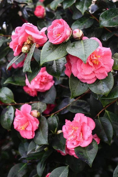 Close up of beautiful pink blossoms and buds of camellia japonica, double flowered cultivar. Dark green leaves with water, dew drops. Blooming evergreen shrub in glass house. Vertical layout. — Stock fotografie