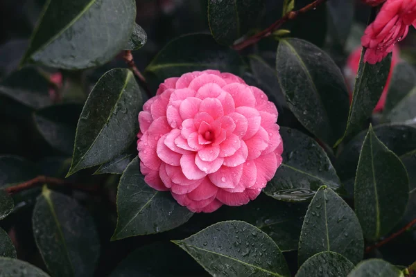 Close up of beautiful pink full blossom of camellia japonica, rose form. Dark green leaves with water, dew drops. Blooming evergreen shrub in glass house. — Stock fotografie