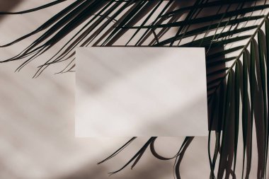 Yaz tropik kırtasiyesi hala hayat sahnesi. Bej masa arkaplanı güneş ışığı ve palmiye yaprağı. Boş iş, tebrik kartı, davetiye sahnesi. Uzun, sert gölgeler. Tatil düzlüğü, üst görünüm.
