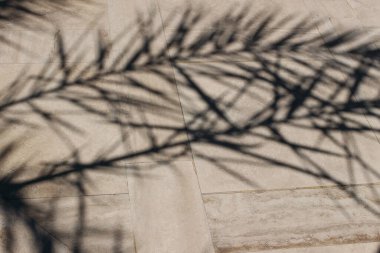 Hurma ağacı bej renkli mermer zemin üzerinde gölgeler bırakır. Parlak gün ışığında egzotik yaprakların siyah siluetleri. Yaz tatili konsepti, düz yatak, üst manzara.