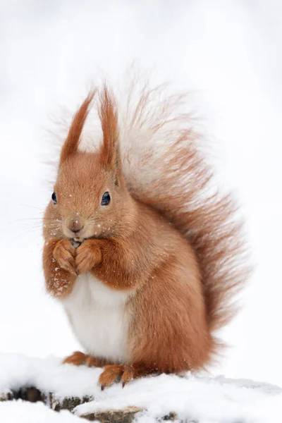 Leuke pluizige eekhoorn die noten eet op een witte sneeuw in het winterbos. — Stockfoto