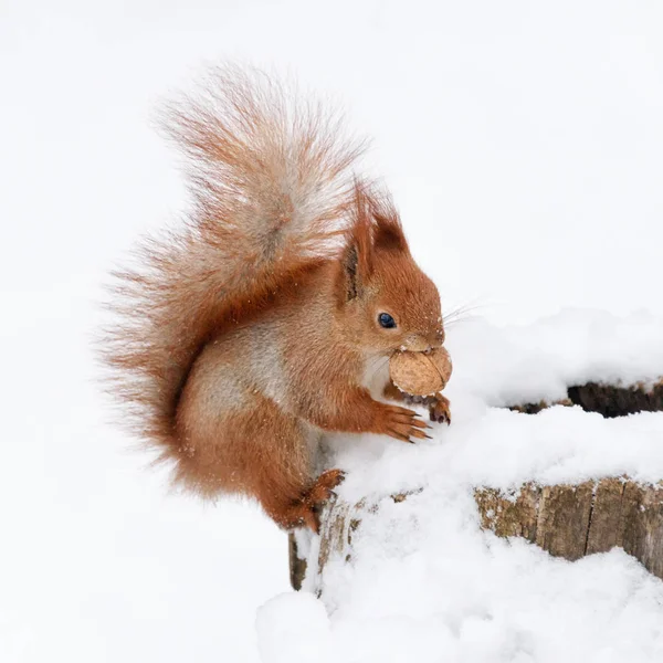 Cute fluffy squirrel eating nuts on a white snow in the winter forest. — Stock Photo, Image