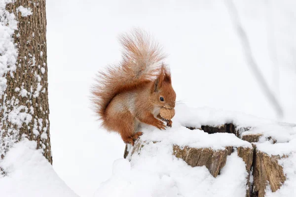 冬の森で白い雪の上でナッツを食べるかわいいふわふわリス. — ストック写真