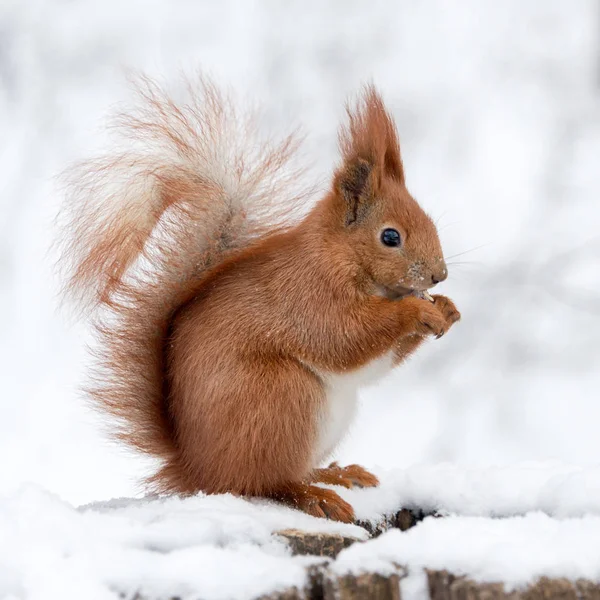 冬の森で白い雪の上でナッツを食べるかわいいふわふわリス. — ストック写真