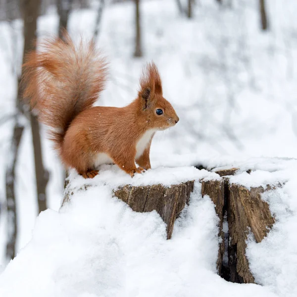 冬の森の白い雪の上でかわいいふわふわリス. — ストック写真